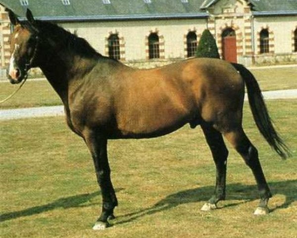 stallion Page de Paulstra (Selle Français, 1981, from Jalisco B)