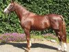 stallion Jivaro du Rouet (Selle Français, 1997, from Vas Y Donc Longane)
