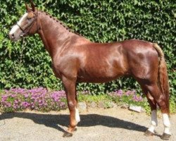 stallion Jivaro du Rouet (Selle Français, 1997, from Vas Y Donc Longane)