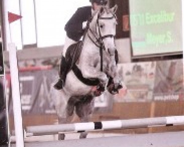 horse Excalibur 111 (German Riding Pony, 2000, from Ermelo Schueracher)