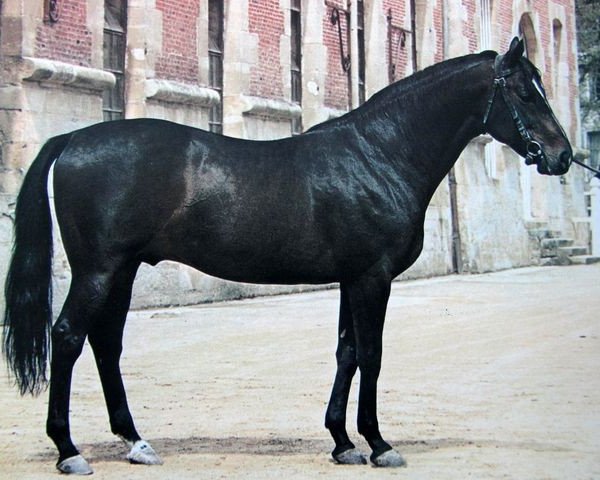 stallion Tryptic xx (Thoroughbred, 1960, from Tyrone xx)