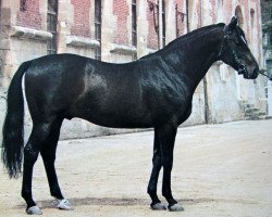 stallion Tryptic xx (Thoroughbred, 1960, from Tyrone xx)