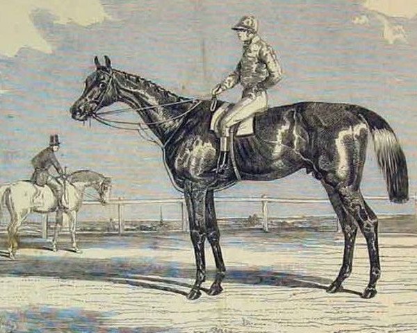 stallion Kingston xx (Thoroughbred, 1849, from Venison xx)