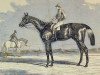 stallion Kingston xx (Thoroughbred, 1849, from Venison xx)