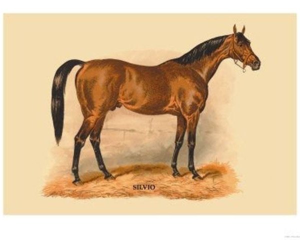 stallion Silvio xx (Thoroughbred, 1874, from Blair Athol xx)