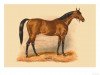 stallion Silvio xx (Thoroughbred, 1874, from Blair Athol xx)