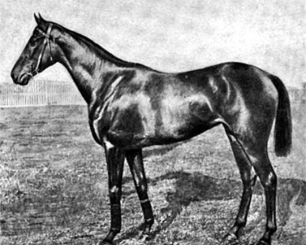 broodmare Lucie xx (Thoroughbred, 1897, from Melton xx)