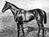 broodmare Lucie xx (Thoroughbred, 1897, from Melton xx)