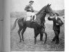 stallion Pampeiro xx (Thoroughbred, 1932, from Blenheim II xx)