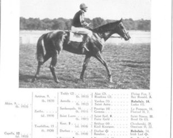 Pferd Nosca xx (Englisches Vollblut, 1939, von Abjer xx)