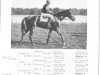 stallion Nosca xx (Thoroughbred, 1939, from Abjer xx)