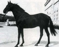 stallion Laniste xx (Thoroughbred, 1963, from Tarquin xx)