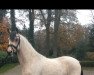 dressage horse Oaclands Cinimini (German Riding Pony, 2019, from Coer Noble)