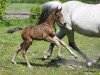 Dressurpferd Dark Beauty J (Deutsches Reitpony, 2016, von Dance For Me)