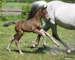 Dressurpferd Dark Beauty J (Deutsches Reitpony, 2016, von Dance For Me)