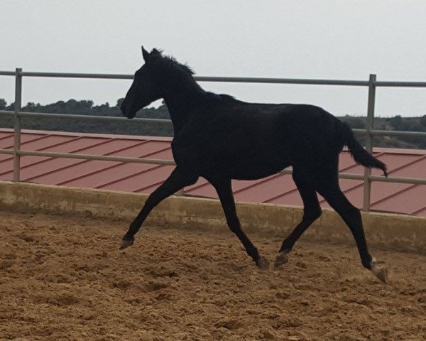 horse Monsun (Hispano, 2015)