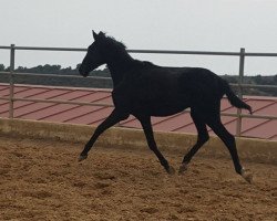 Pferd Monsun (Hispano-Araber, 2015)