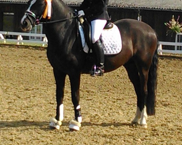 dressage horse Kaiser - Cash (German Riding Pony, 2005, from Kaiserwalzer)