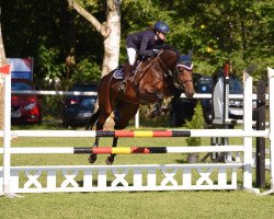 Springpferd Rebeka 20 (Tschechisches Warmblut, 2011, von Forever van de Noordheuvel)