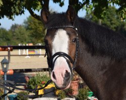 broodmare Velvet pur Emotion (German Riding Pony, 2009, from Van Heinrich)