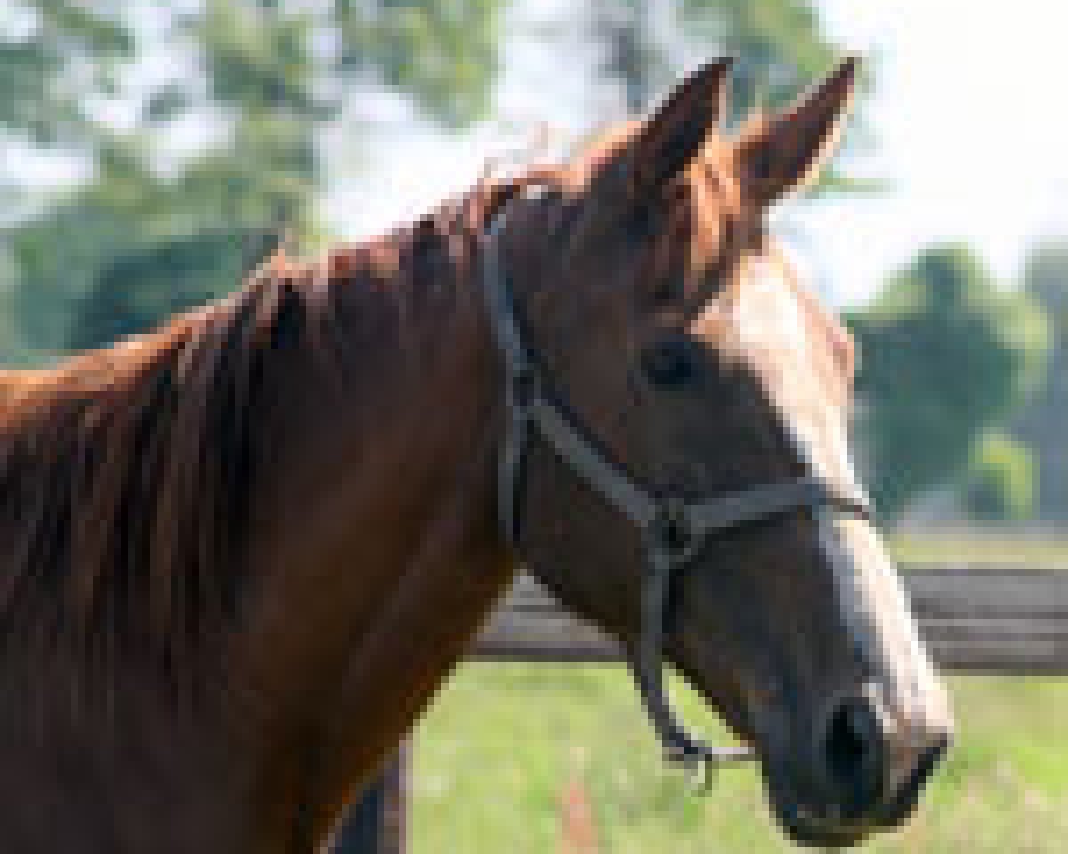 broodmare Illiade du Rouet (Selle Français, 1996, from Dollar du Murier)