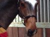 dressage horse Canarmani (Oldenburg, 2010, from Canstakko)