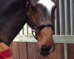 dressage horse Canarmani (Oldenburg, 2010, from Canstakko)