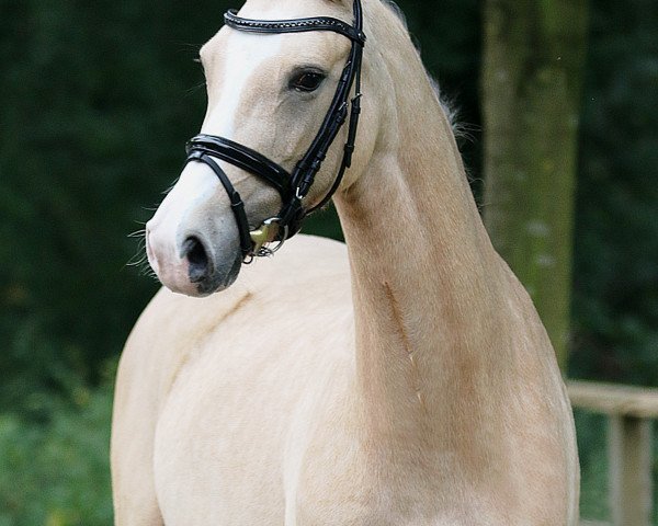 broodmare Mary Poppins 58 (German Riding Pony, 1994, from The Braes My Mobility)