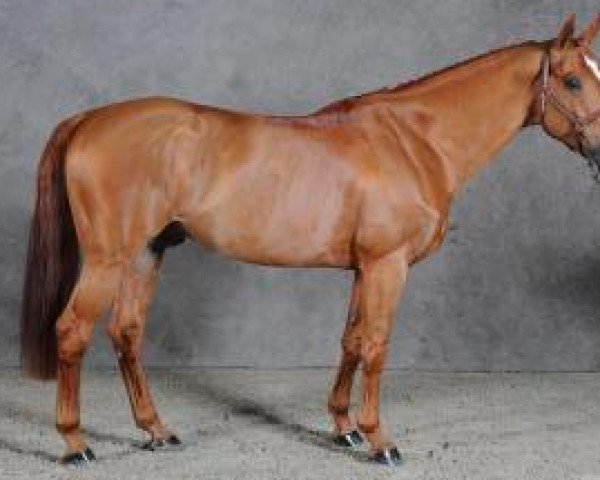 stallion Number One D'Iso Un Prince (Selle Français, 2001, from Baloubet du Rouet)