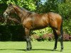 stallion Golan xx (Thoroughbred, 1998, from Spectrum xx)