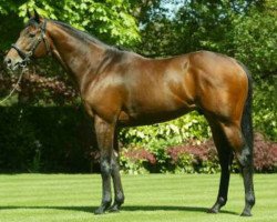 stallion Golan xx (Thoroughbred, 1998, from Spectrum xx)