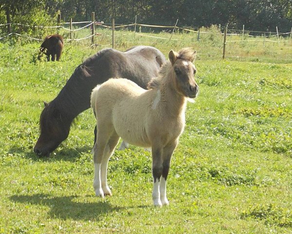 Zuchtstute Charlotte vom Rindergraben (Shetland Pony, 2016, von Ambito)