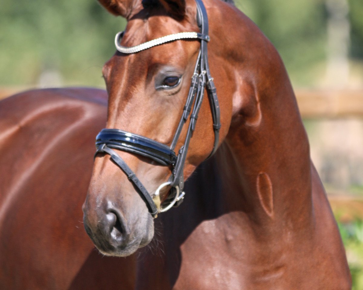 Zuchtstute Chiquita (Westfale, 2012, von Conen)