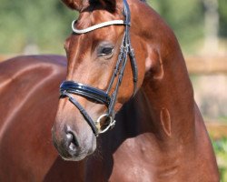 broodmare Chiquita (Westphalian, 2012, from Conen)