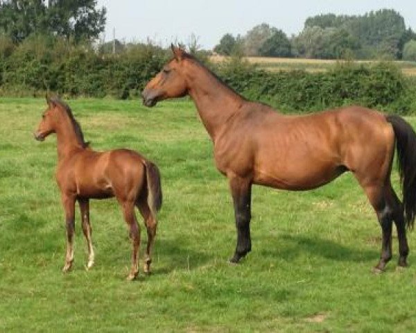 broodmare Iakoutie d'Anchin (Selle Français, 1996, from Galoubet A)