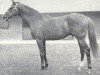 stallion Devon xx (Thoroughbred, 1958, from Worden xx)
