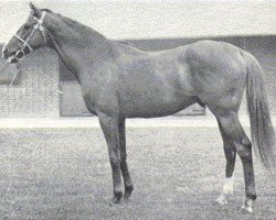 stallion Devon xx (Thoroughbred, 1958, from Worden xx)