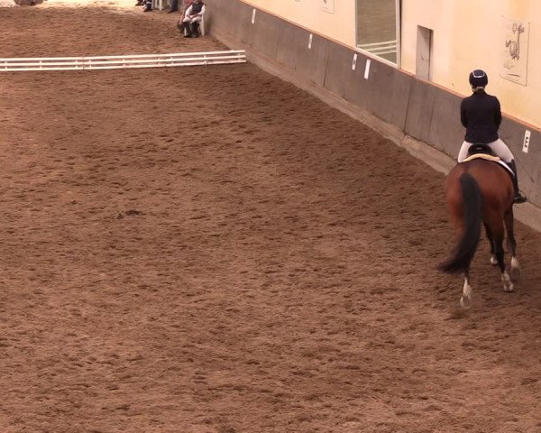 Reitturnier Dallgow 2019