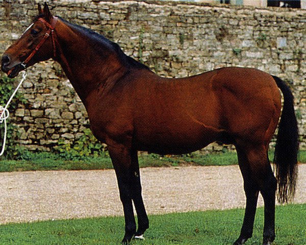 stallion Quart de Vin xx (Thoroughbred, 1972, from Devon xx)