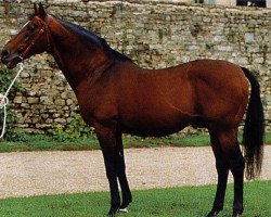 stallion Quart de Vin xx (Thoroughbred, 1972, from Devon xx)