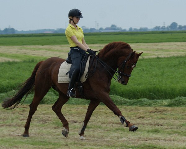 horse Amaretto (Oldenburg, 2005, from Don Primero)