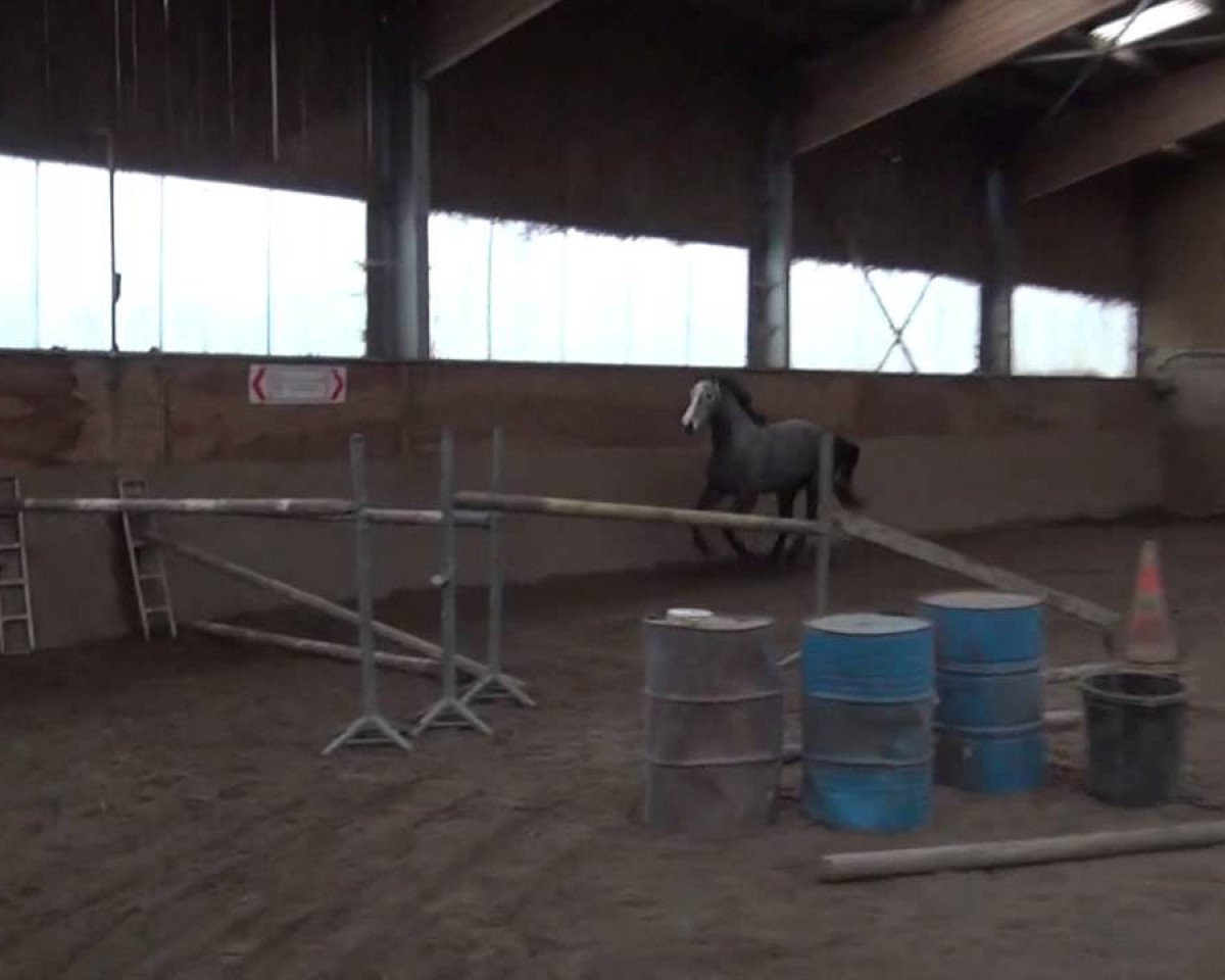 jumper Vahine de Levaux (Selle Français, 2009, from Norton d'Eole)