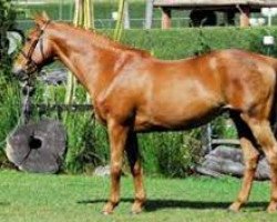 broodmare Kaelle du Terme (Selle Français, 1998, from Le Tot de Semilly)