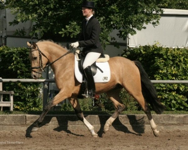 stallion Champion Indeed (German Riding Pony, 2004, from FS Champion de Luxe)