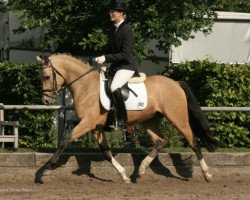 Deckhengst Champion Indeed (Deutsches Reitpony, 2004, von FS Champion de Luxe)