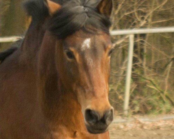 Zuchtstute Rosenhof Whoppi (Welsh Pony (Sek.B), 2007, von Wrayton United)