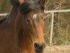 broodmare Rosenhof Whoppi (Welsh-Pony (Section B), 2007, from Wrayton United)