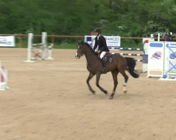 jumper Vadim du Temple (Selle Français, 2009, from Mylord Carthago)