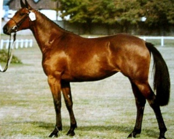 stallion Veneur du Prelet (Selle Français, 1987, from Grand Veneur)