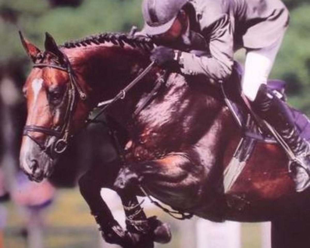 stallion Frisbee Kerellec (Selle Français, 1993, from Jalisco B)